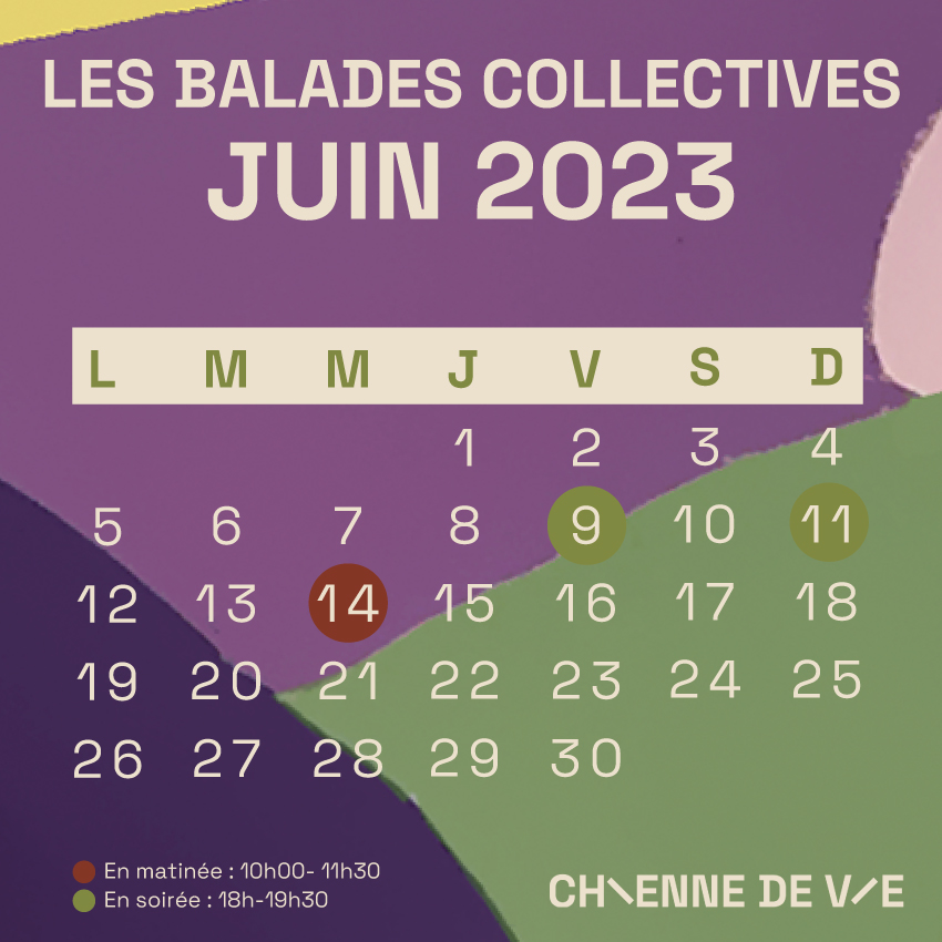 Les balades collectives CHIENNE DE VIE / JUIN 2023